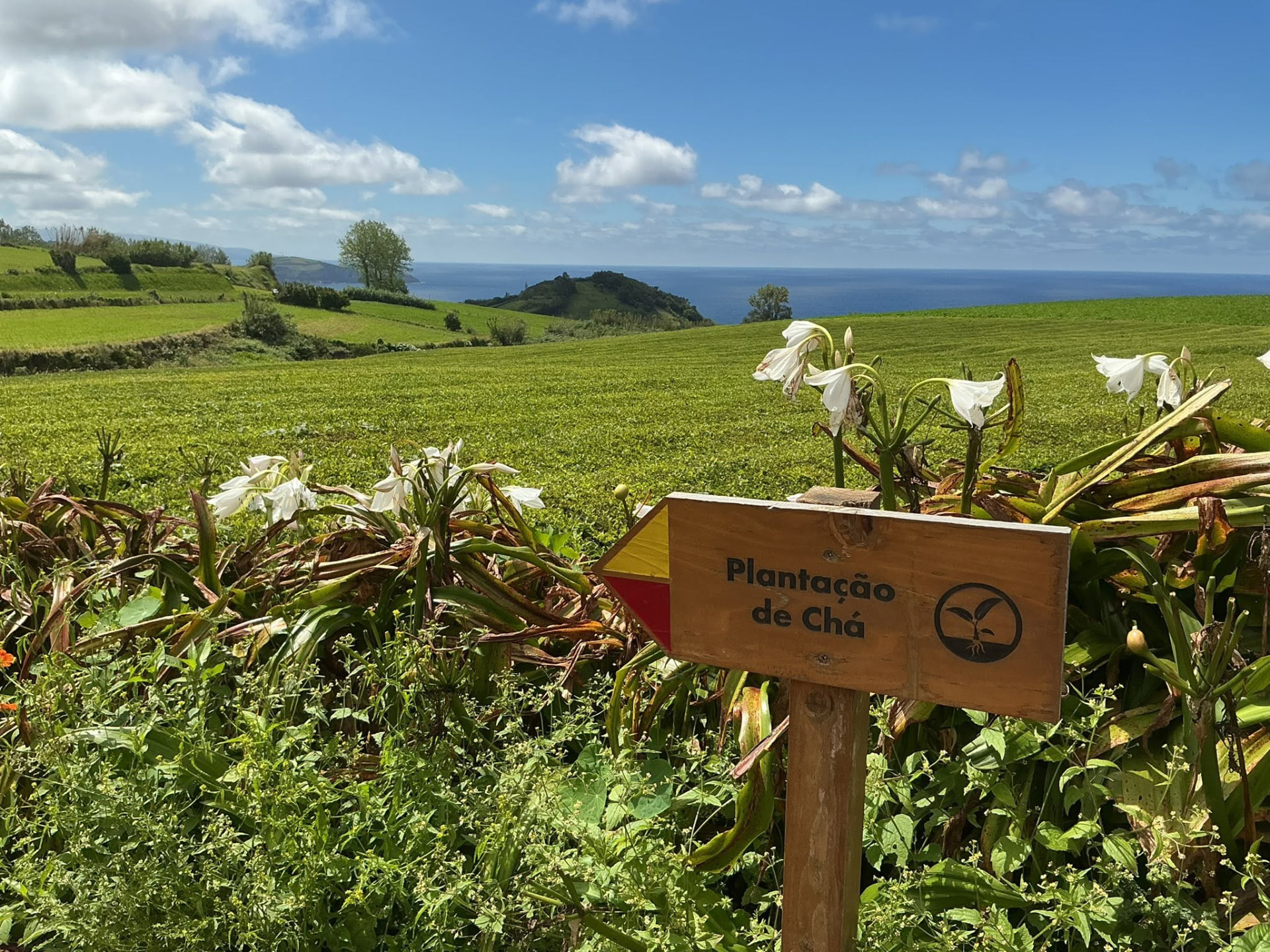 La côte est et les plantations de thé