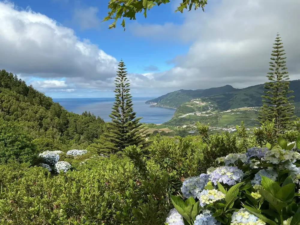 Hortensias et araucarias au-dessus de la côte est de São Miguel