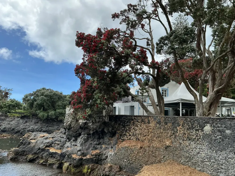 Piscines naturelles et arbres en fleurs rouges au bord de l’océan